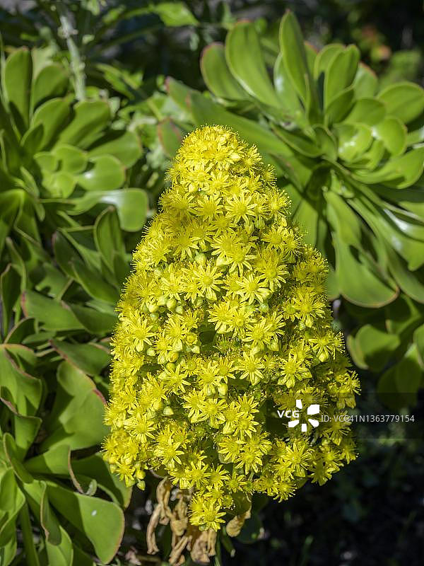 开花的树状莲花掌（Aeonium arboreum），蓬塔戈尔达，拉帕尔马岛，西班牙图片素材