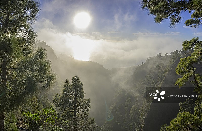 西班牙拉帕尔马蓬塔戈尔达加罗梅峡谷观景台的雾气和加那利岛松树图片素材