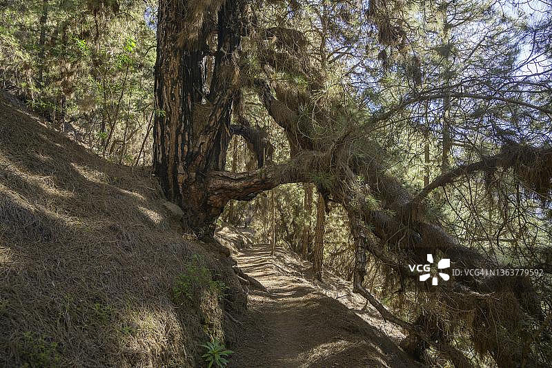 耐火且抑制其他植物生长的加那利松树，卡尔德拉德塔布连特，西班牙拉帕尔马岛图片素材