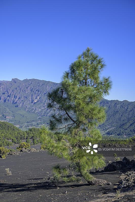加那利群岛松树，生长在火山灰烬上，位于西班牙拉帕尔马岛埃尔帕索的Llano del Jable观景台，该地在2021年火山爆发中被毁图片素材