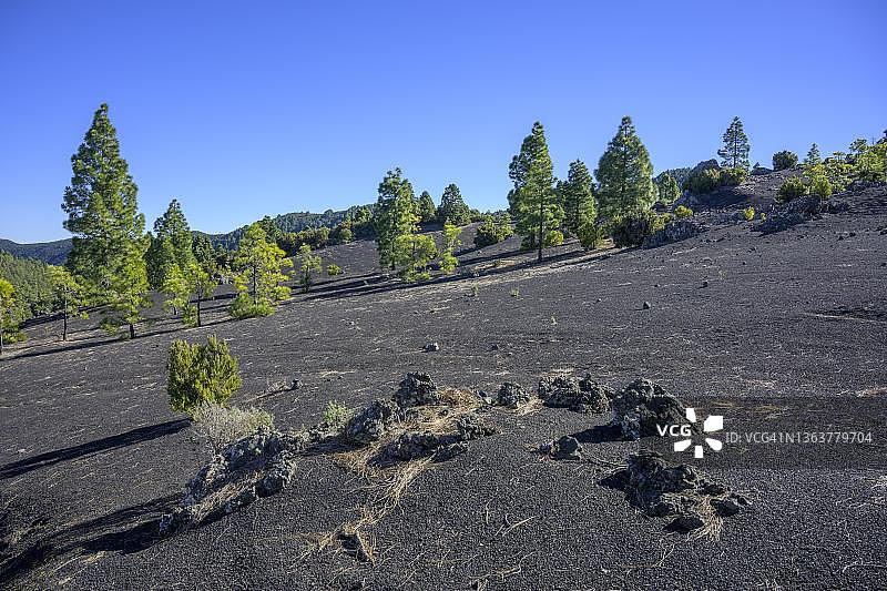 加那利群岛松树，生长在火山灰烬上，位于西班牙拉帕尔马岛埃尔帕索的Llano del Jable观景台，该地在2021年火山爆发中被毁图片素材