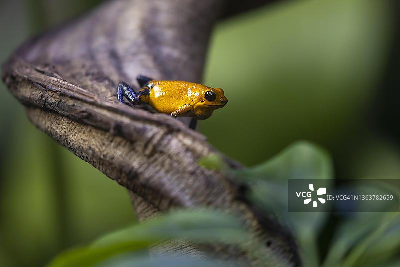 金色箭毒蛙，德国图片素材