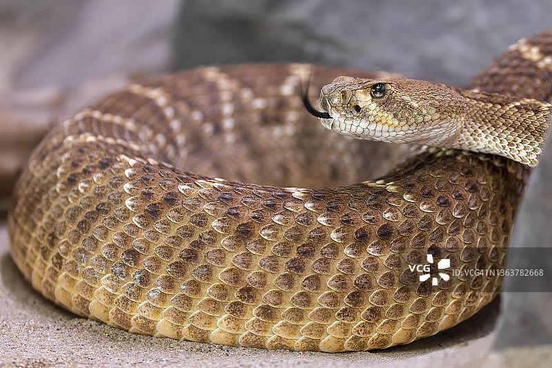 德国西部菱斑响尾蛇图片素材