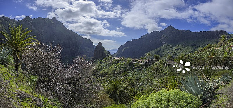 西班牙特内里费岛马斯卡村的杏树图片素材