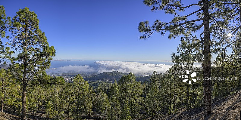 西班牙加那利群岛维拉弗洛尔雾海和加那利松树林图片素材