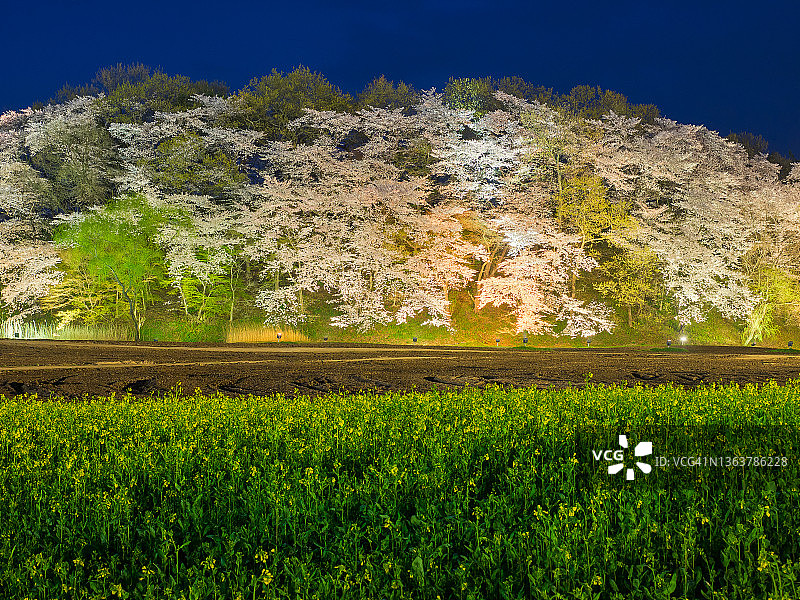 韩国庆州油菜花与樱花树夜景图片素材