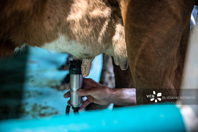 农民给奶牛挤奶的特写图片素材