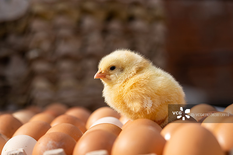 刚出生的小鸡图片素材