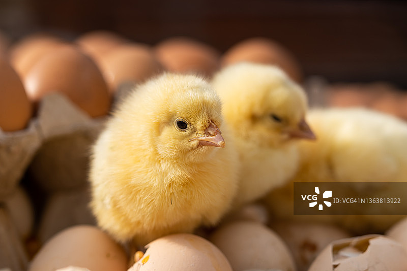 刚出生的小鸡图片素材