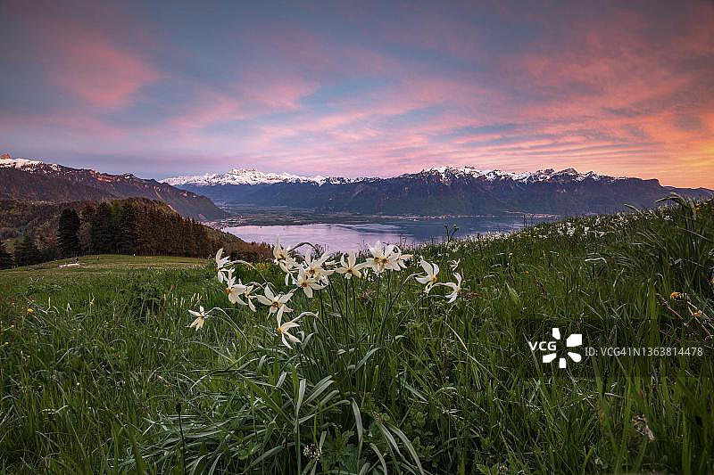 草地上的诗人水仙（Narcissus poeticus），傍晚的氛围，日内瓦湖，蒙特勒，沃州，瑞士图片素材