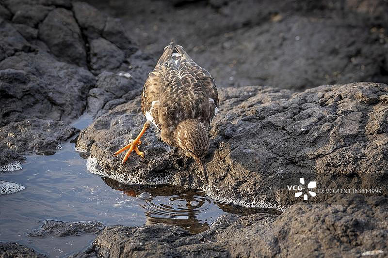 翻石鹬（Arenaria interpres），在西班牙加那利群岛大加那利岛海边的岩石上图片素材