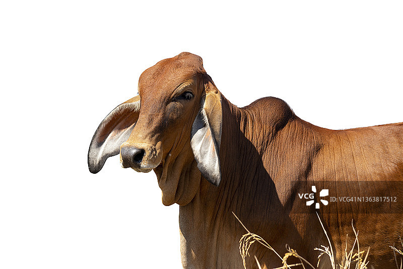 изолированная коричневая корова азиатской породы图片素材