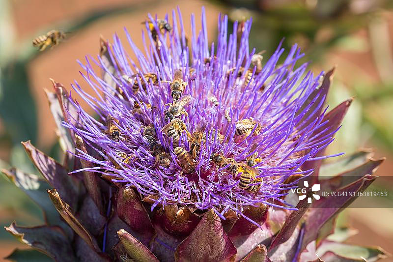 开花的朝鲜蓟与蜜蜂，西班牙马略卡岛图片素材