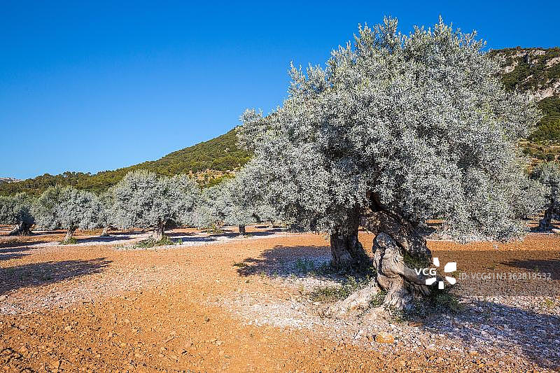 西班牙马略卡岛瓦尔德莫萨附近的橄榄树林中的古老橄榄树图片素材