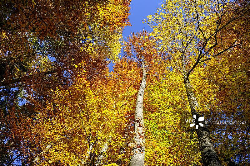 德国巴伐利亚阿尔卑斯山脉附近的秋季山毛榉森林图片素材