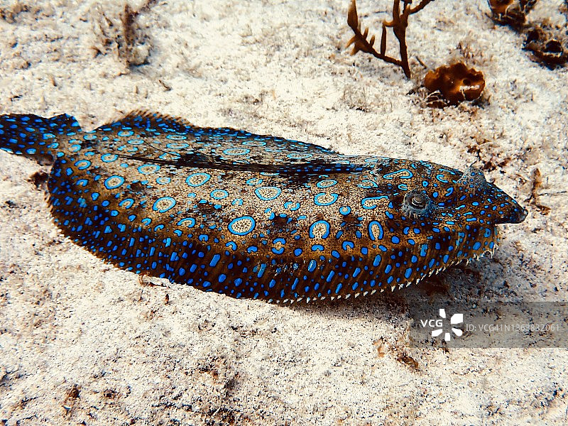 大开曼岛马卡布卡拍摄的孔雀比目鱼图片素材