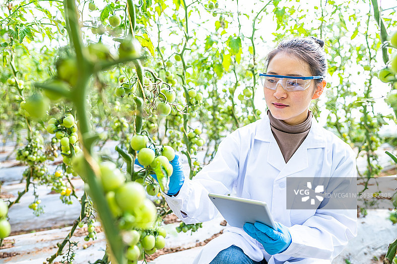 亚洲女性农业技术员在温室工作图片素材