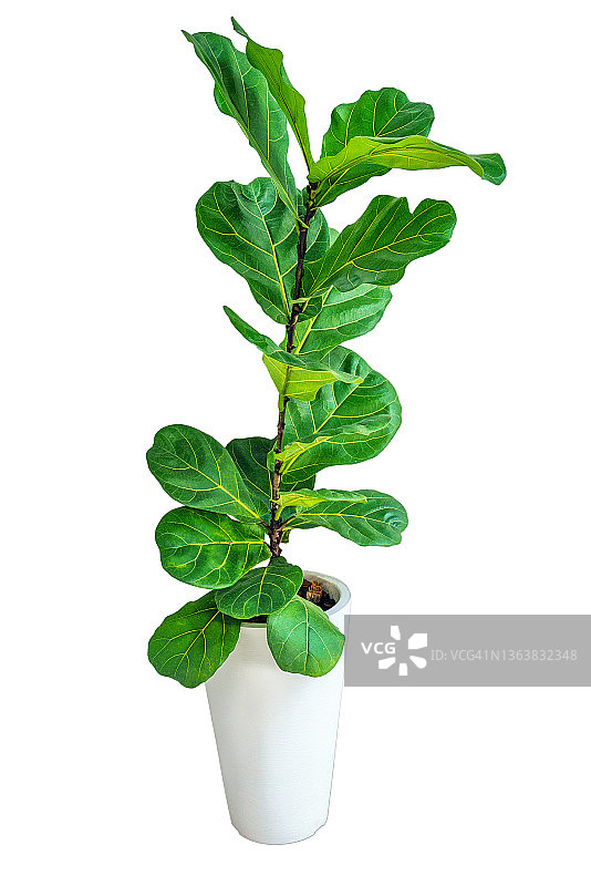 白色家居中的塑料盆琴叶榕和木桌：流行的室内观赏植物，具有净化空气的热带简约设计图片素材