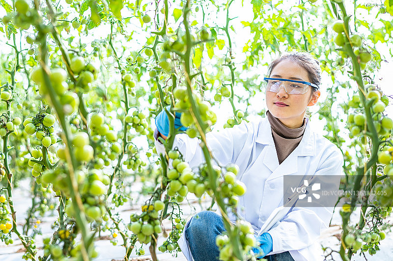 亚洲女性农业技术员在温室工作图片素材