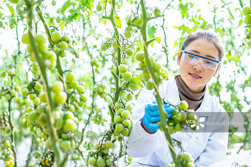 亚洲女性农业技术员在温室工作图片素材