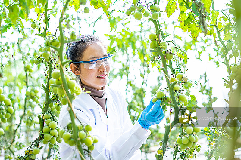 亚洲女性农业技术员在温室工作图片素材