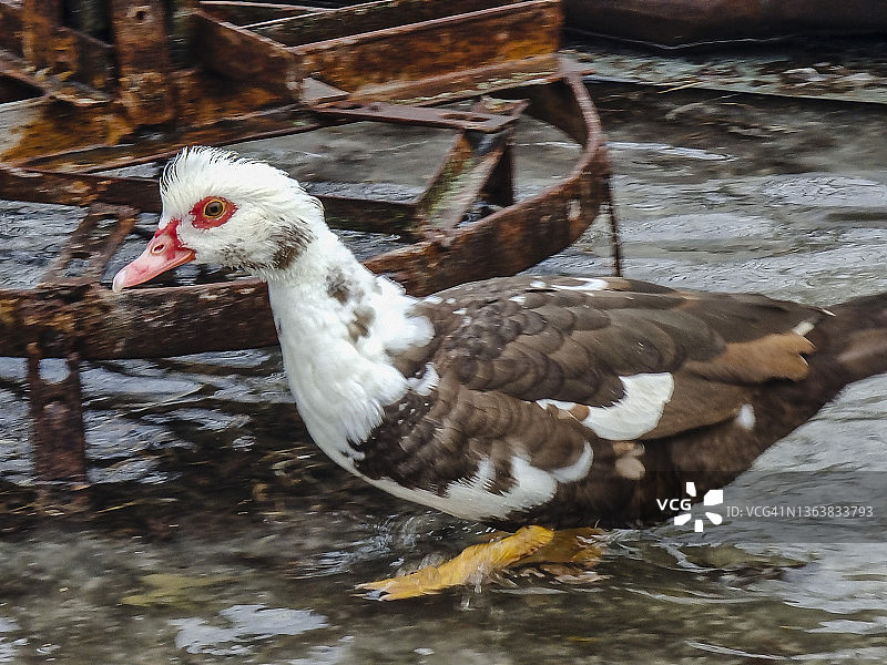 疣鼻鸭在水上行走图片素材