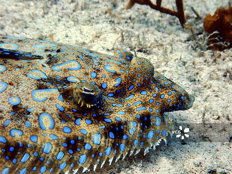 大开曼岛马卡布卡拍摄的孔雀比目鱼图片素材