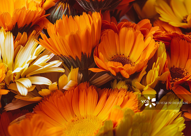 万寿菊鲜花图片素材