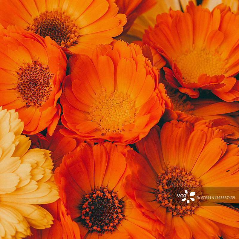 万寿菊鲜花图片素材