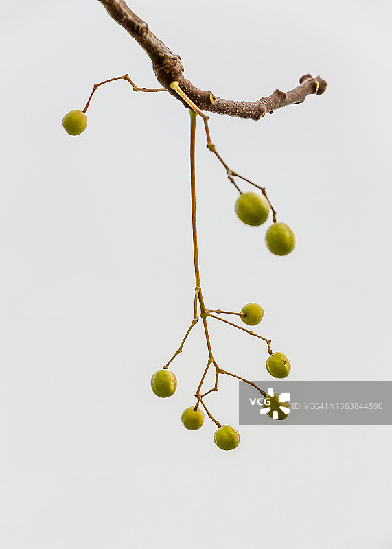 冬季肉桂树的树枝和果实图片素材