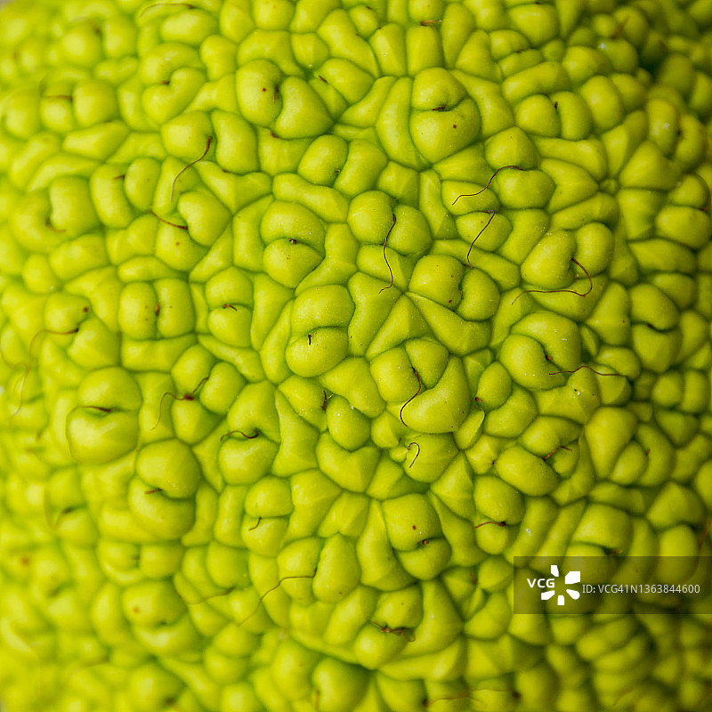 路易斯安那橘树果实的细节图片素材