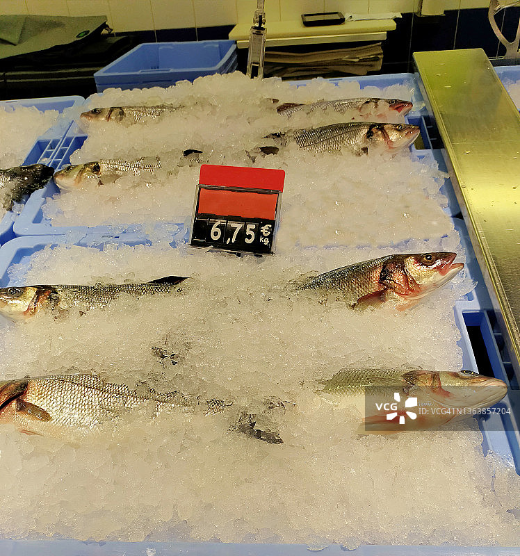 海鲈鱼图片素材