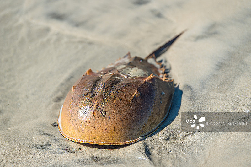 海滩上鲎壳的特写图片素材