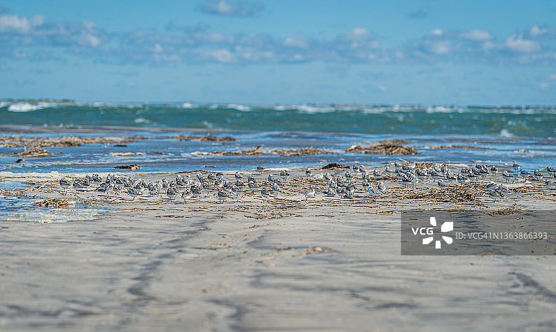 海滩上大群半蹼鹬，背景是海浪图片素材