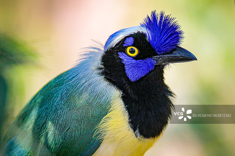 印加鸦雀图片素材