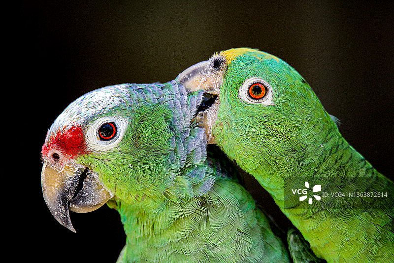 红冠亚马逊鹦鹉和黄冠亚马逊鹦鹉图片素材