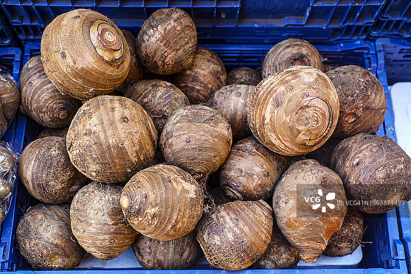 西里伯斯芋头图片素材