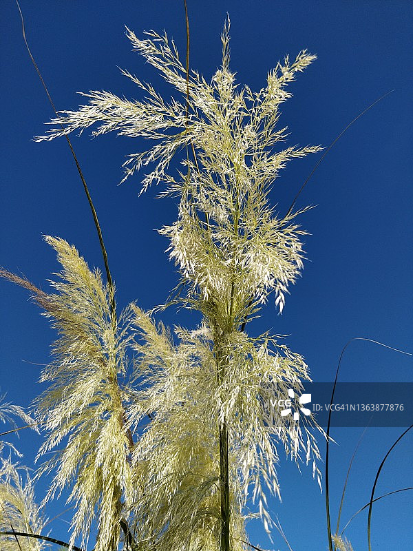 新西兰蒲苇花穗图片素材