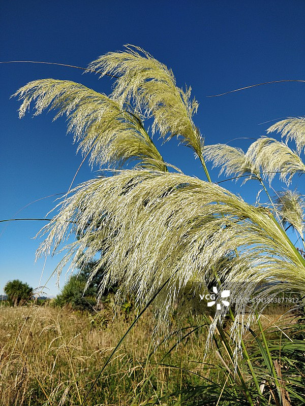 新西兰蒲苇花穗图片素材