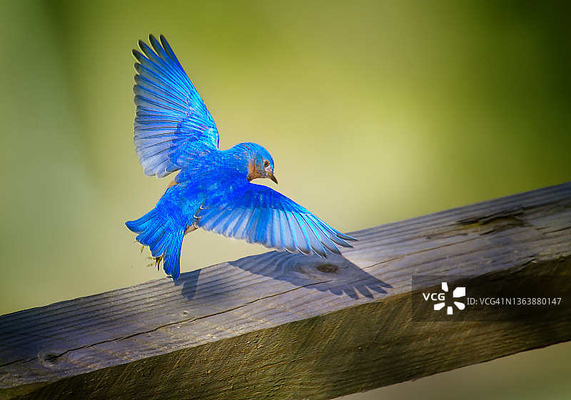 宾夕法尼亚州奥杜邦栖息在栅栏上的可爱雄性蓝知更鸟图片素材