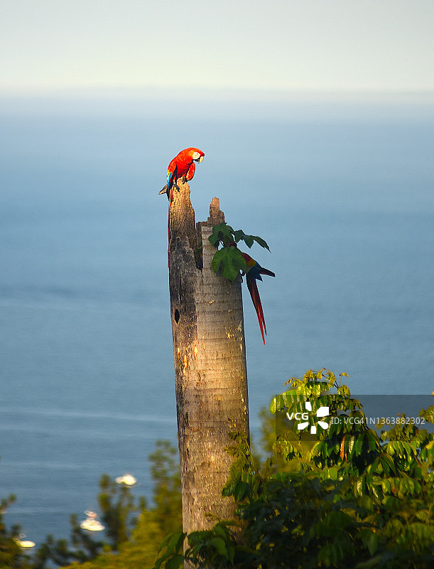 哥斯达黎加的猩红金刚鹦鹉图片素材