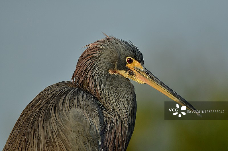 野生三色鹭特写图片素材