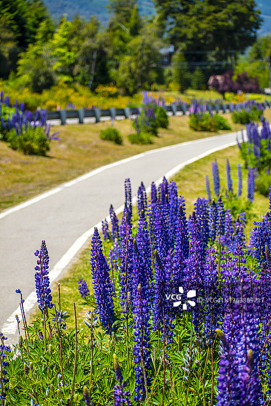羽扇豆和道路，阿根廷巴塔哥尼亚内乌肯的安戈斯图拉镇图片素材