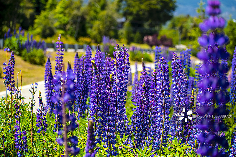阿根廷巴塔哥尼亚，安戈斯图拉镇的鲁冰花图片素材