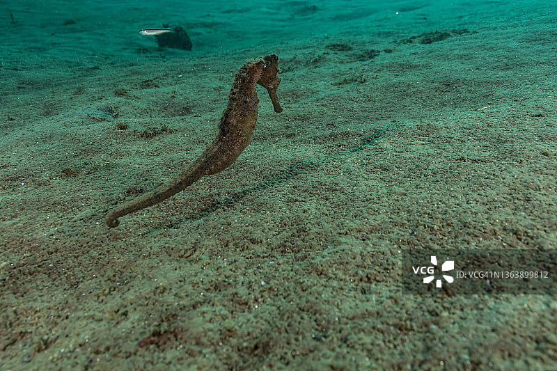 长吻海马图片素材