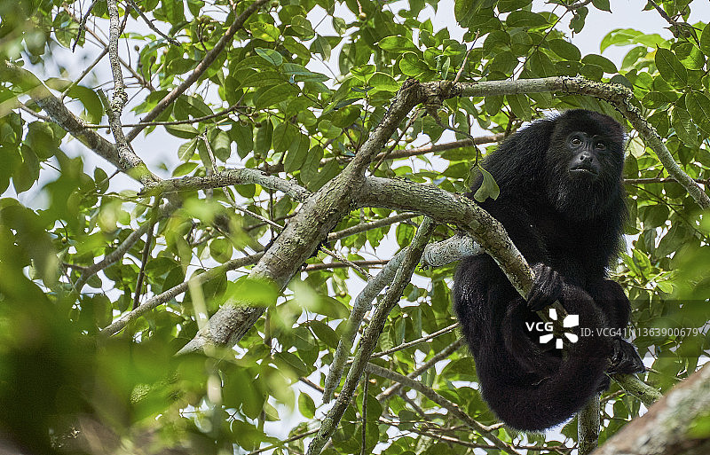 伯利兹加勒比山松岭森林保护区中的尤卡坦黑色吼猴图片素材
