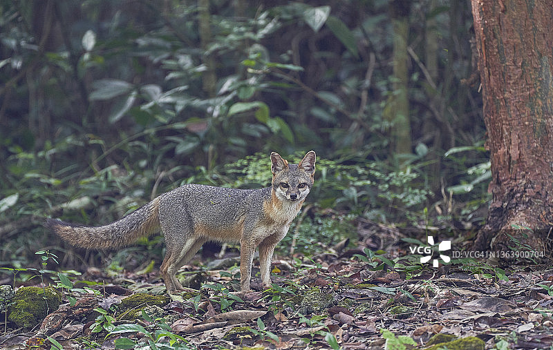 伯利兹山松岭森林保护区内的野生灰狐图片素材