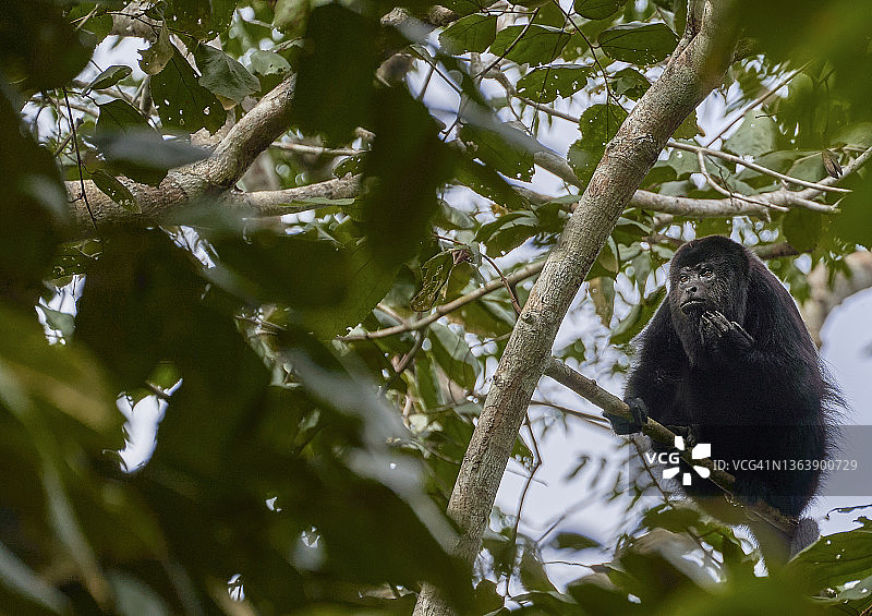 伯利兹加勒比山松岭森林保护区中的尤卡坦黑色吼猴图片素材
