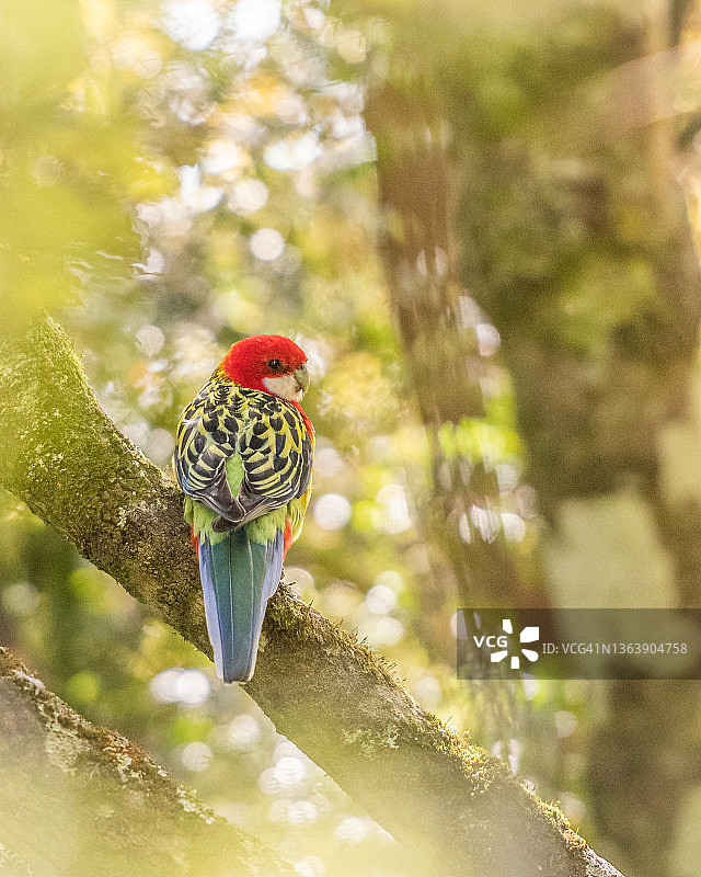 栖息于新西兰灌木丛中的东玫瑰鹦鹉图片素材