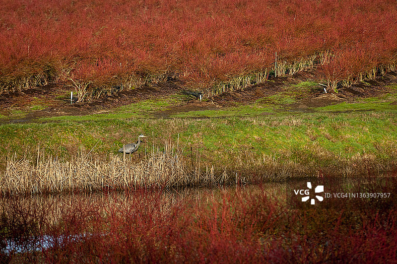 苍鹭准备捕食图片素材